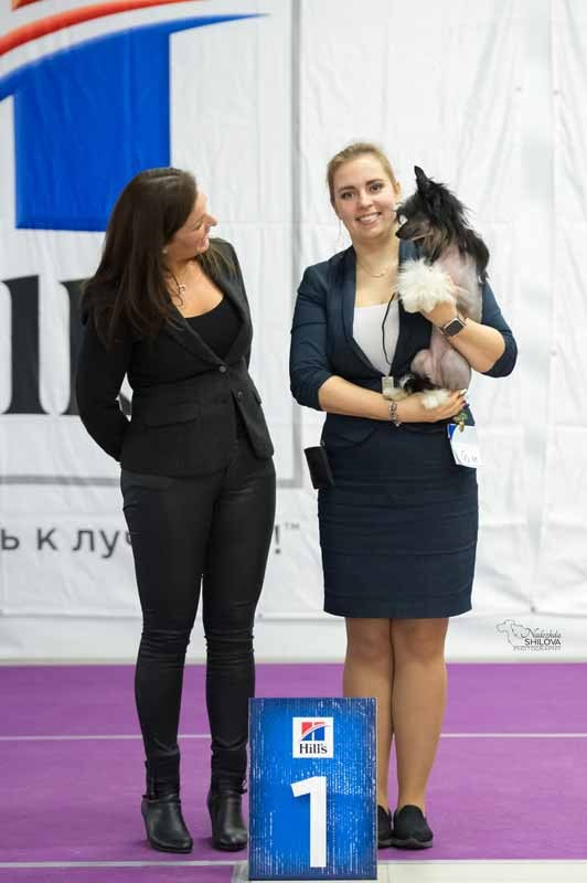 Ins Lucky Star Zhuliet Poale Ell. Питомник китайских хохлатых собак Poale Ell: купить щенка