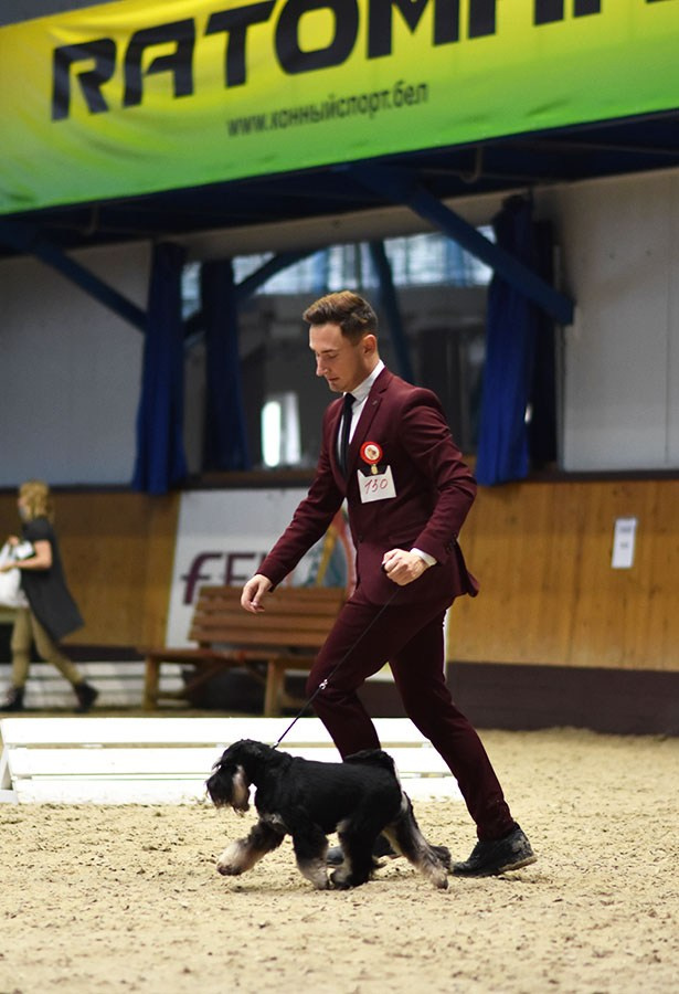 Гелик/ Delinso Balance Enamorado De-Ti. Питомник цвергшнауцеров в Беларуси «Делинсо Бэлэнс»