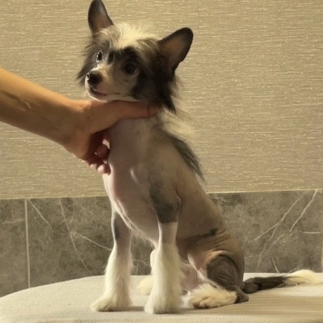 Честер (Poale Ell Chester) стал папой. Питомник китайских хохлатых собак Poale Ell: купить щенка