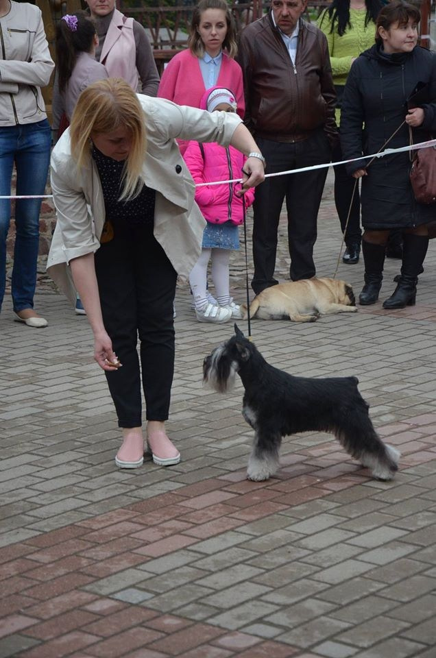 Питомник Делинсо Бэлэнс, щенки цвергшнауцера, купить щенка цвергшнауцера, питомник цвергшнауцеров, кобель цвергшнауцера для вязки, щенок цвергшнауцера, питомник цвергшнауцеров, черный с серебром, цверг, лучший питомник в беларуси, питомник цвергшнауцеров минск