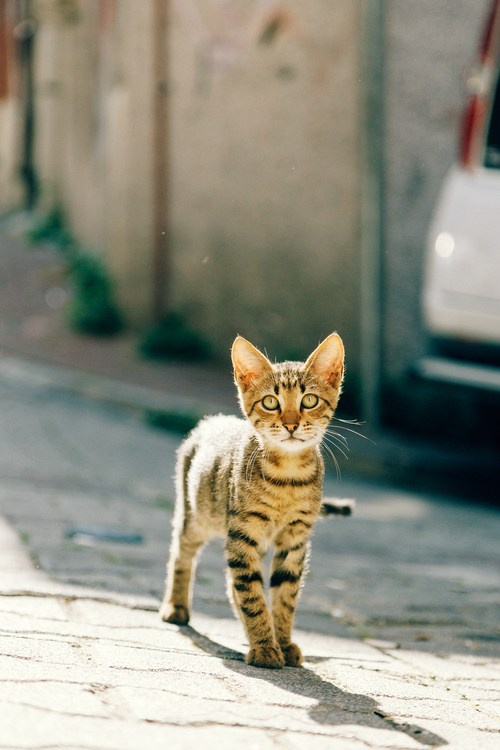 Путешествие в Стамбул