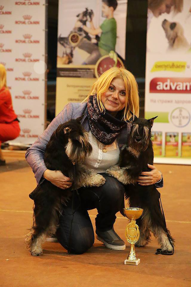 Питомник Делинсо Бэлэнс, щенки цвергшнауцера, купить щенка цвергшнауцера, питомник цвергшнауцеров, кобель цвергшнауцера для вязки, щенок цвергшнауцера, питомник цвергшнауцеров, черный с серебром, цверг, лучший питомник в беларуси, питомник цвергшнауцеров минск