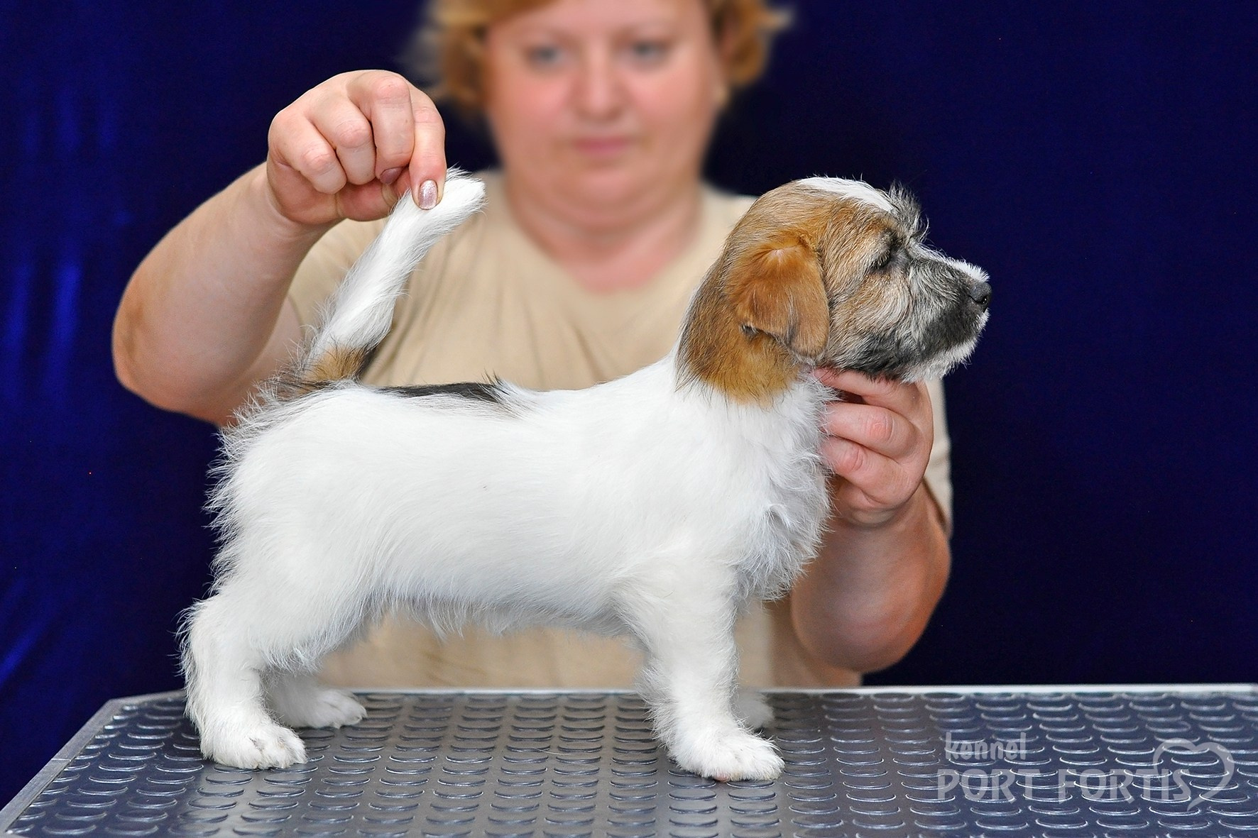2026 Litter H male 1. Щенки джек рассел терьера, питомник РКФ, питомник джек рассел терьеров, питомник Порт Фортис, kennel PORT FORTIS