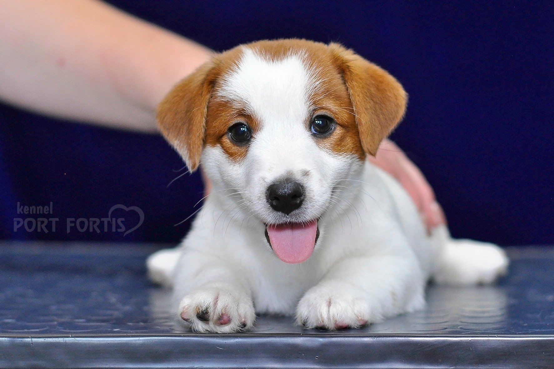 2026 Litter C-K female 2. Щенки джек рассел терьера, питомник РКФ, питомник джек рассел терьеров, питомник Порт Фортис, kennel PORT FORTIS