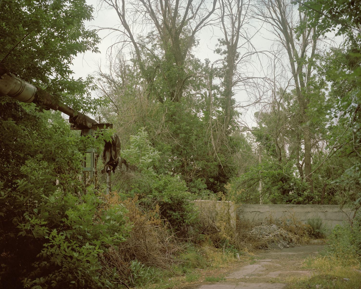 Arcadia. Anastasia Tsayder