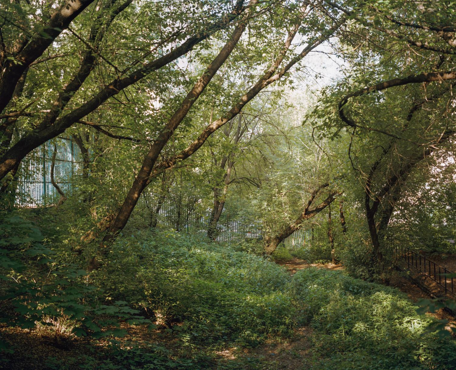 Arcadia. Anastasia Tsayder