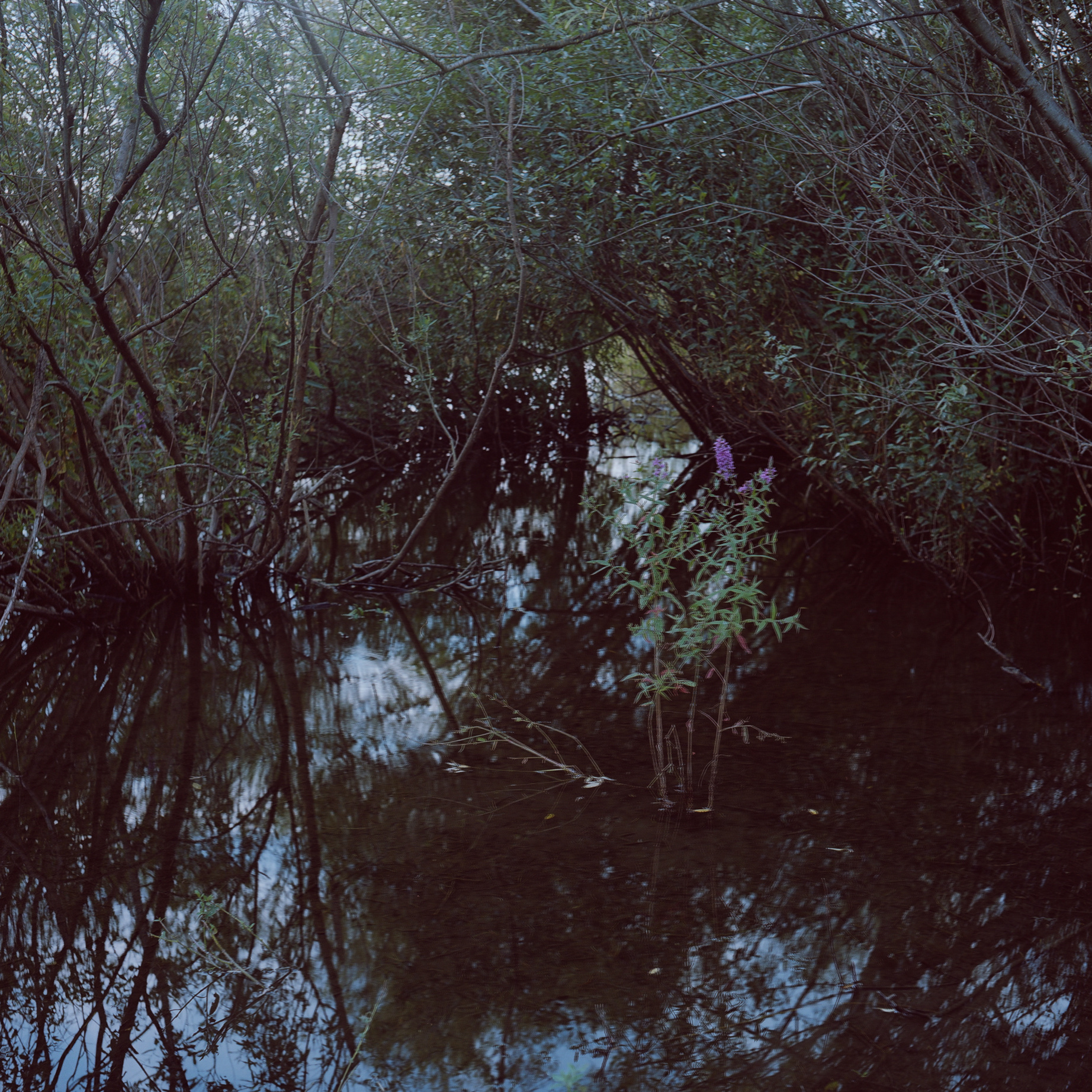 Mzensk. Anastasia Tsayder