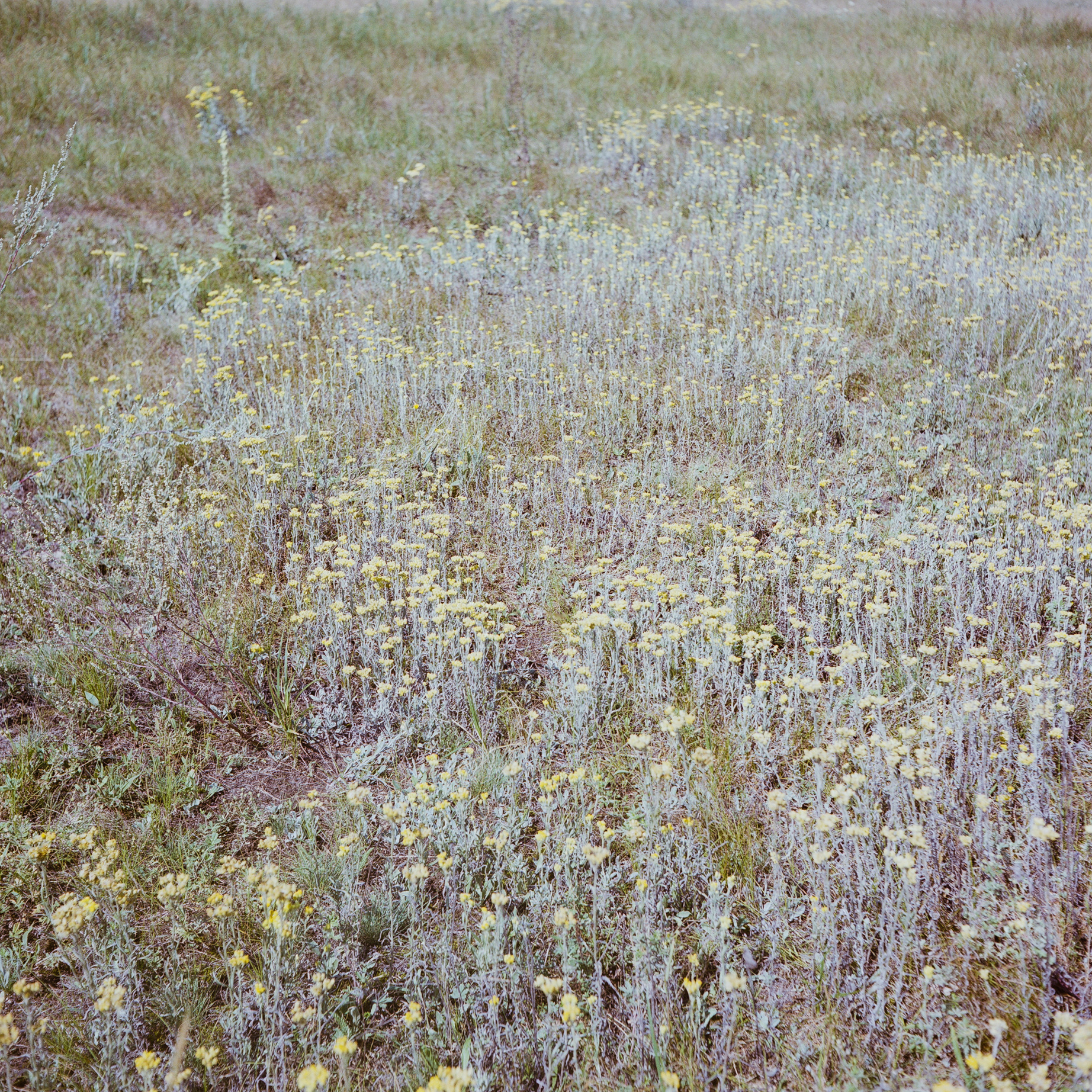 Mzensk. Anastasia Tsayder