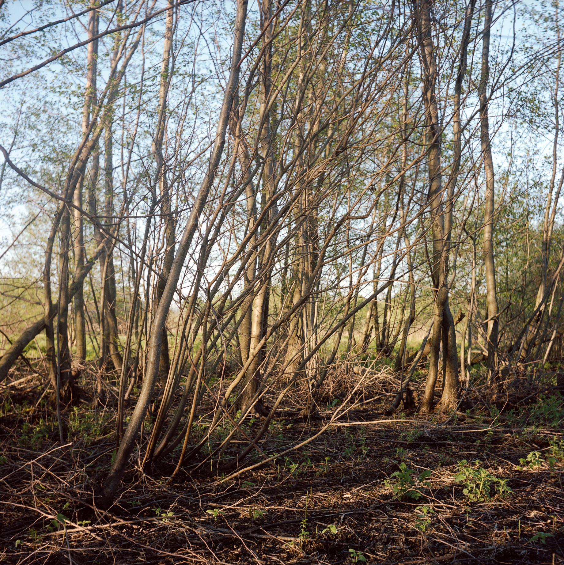 Mzensk. Anastasia Tsayder