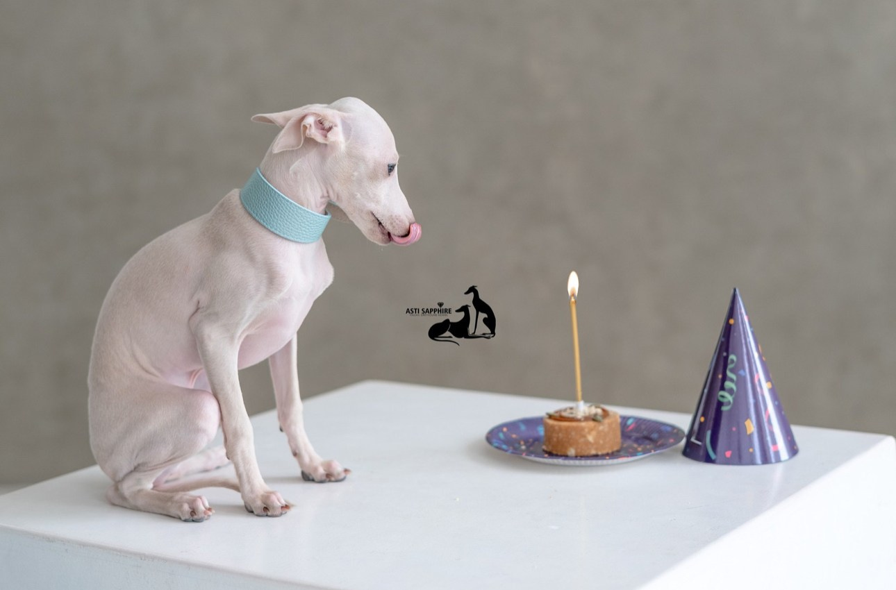 Casper boss. Профессиональный питомник левреток РКФ/FCI ASTI SAPPHIRE 💎 Сочи|Санкт-Петербург