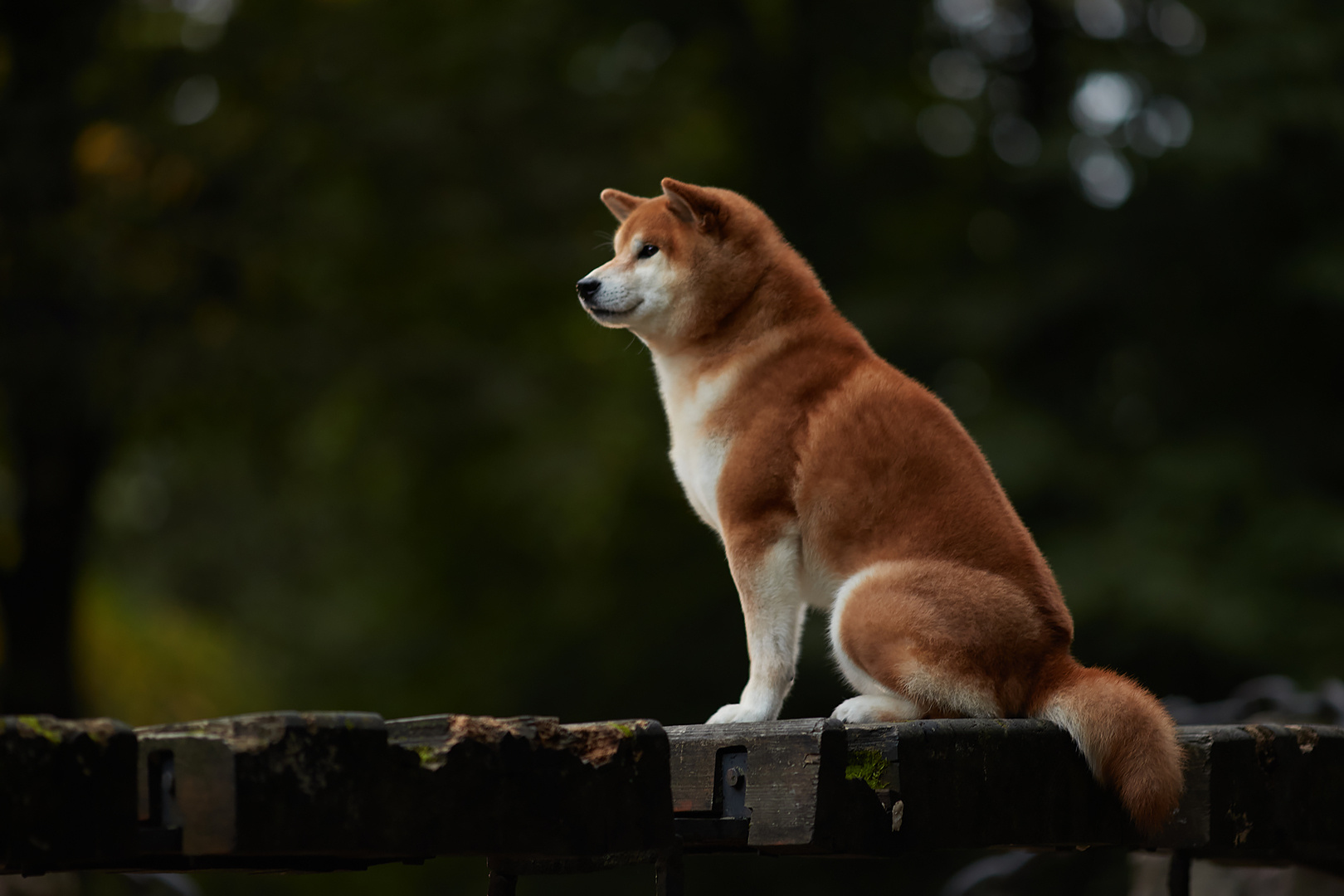 Фотопрогулка для заводчика. ФОТОГРАФ-АНИМАЛИСТ l LANA POLYAKOVA