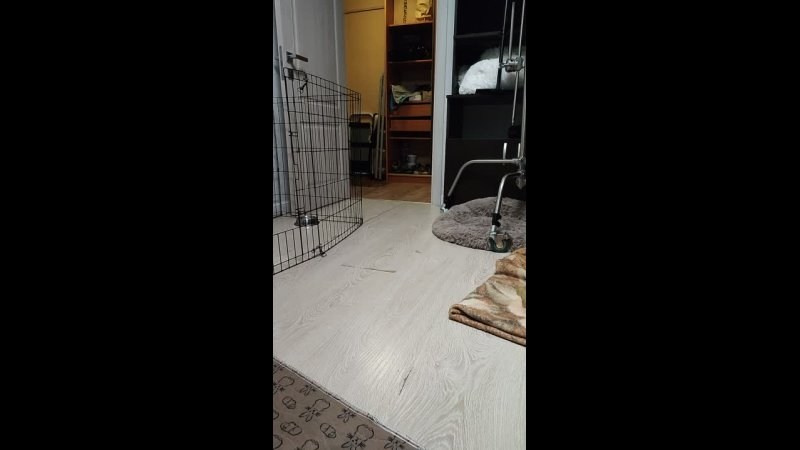 Lux became a dad. Chinese Crested Dog Kennel Poale Ell