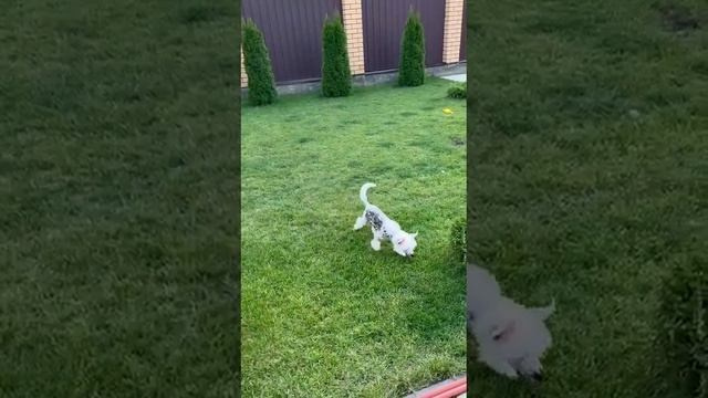 Gloria sends her greetings, a week has passed. Chinese Crested Dog Kennel Poale Ell