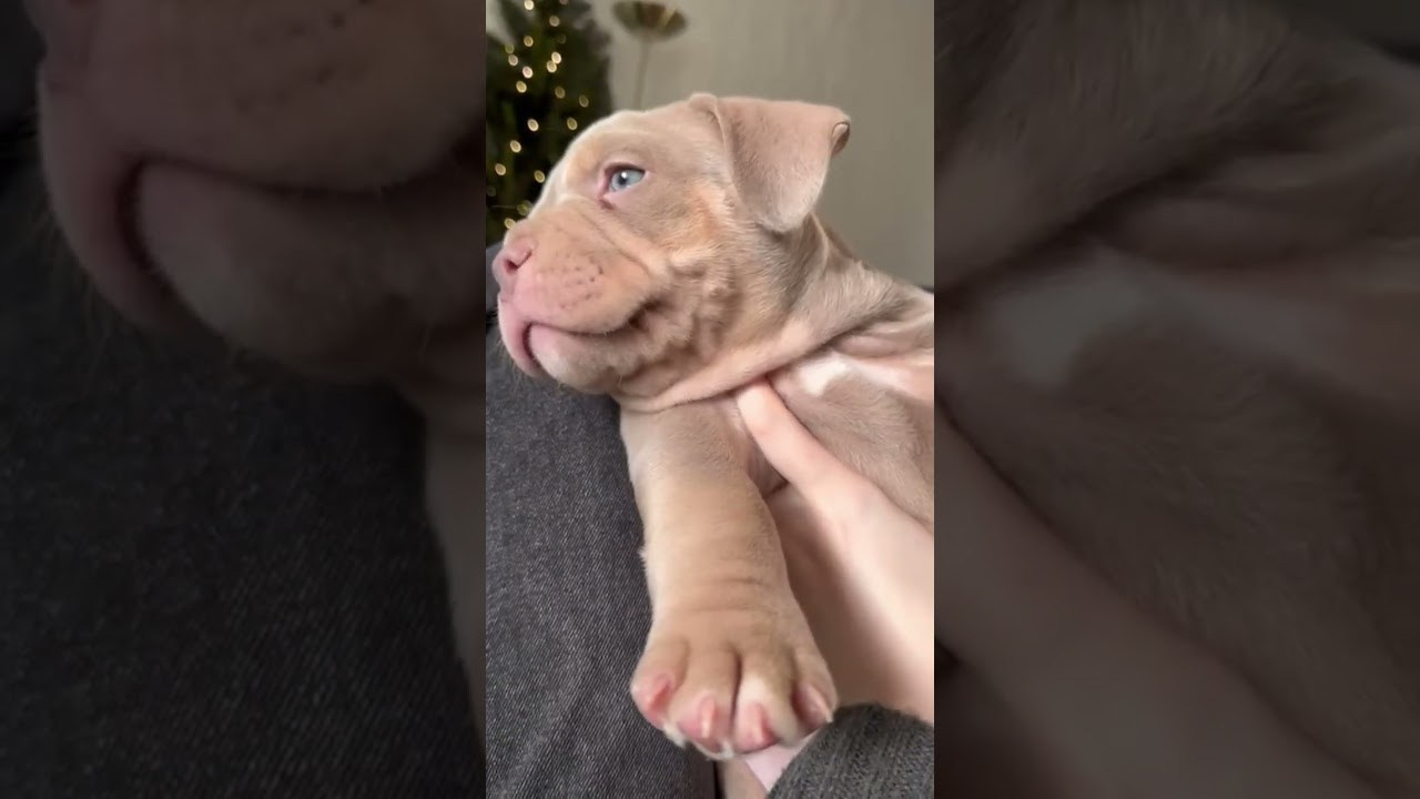 Bounty Pride Bully Tyron. Питомник американских булли Bounty Pride Bully