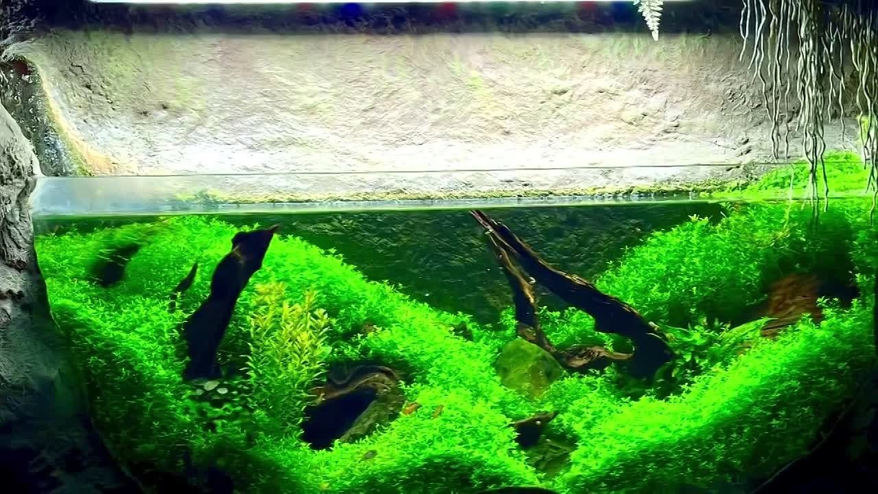 Формы жизни | ADA Галерея Москва. Аквариумист Максим Ерёмин. Aqua Maxim