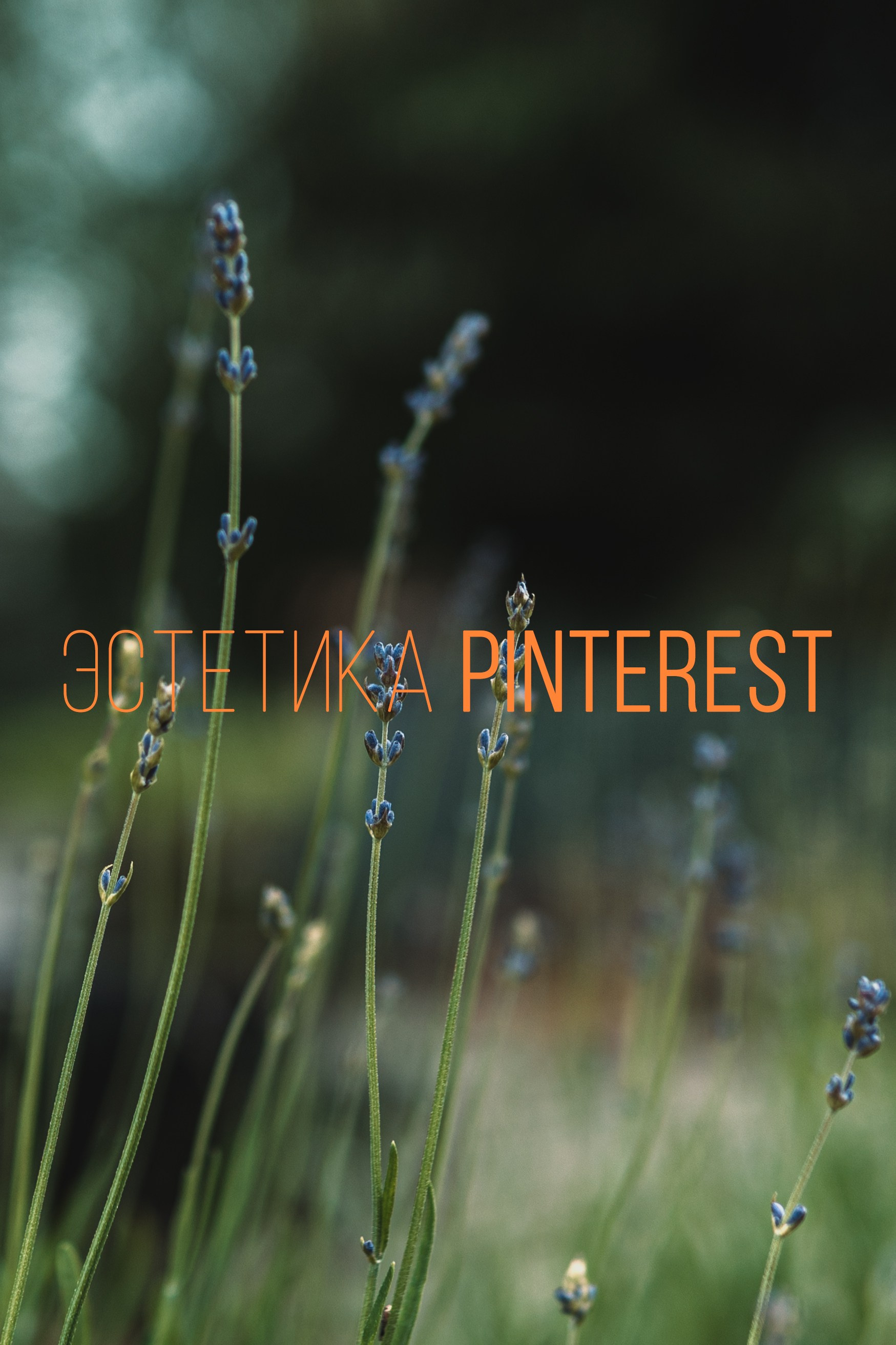 Эстетика Pinterest. Коммерческий фотограф в Москве Билуши Василиса