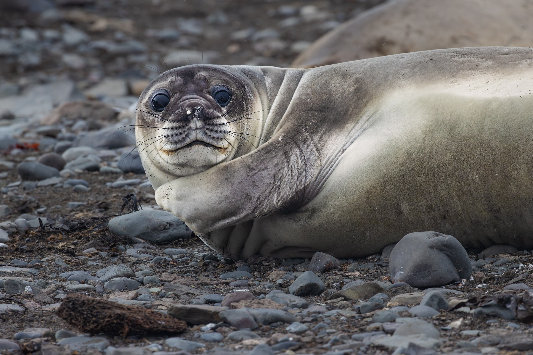 Антарктика, архипелаг Южные Шетландские острова, остров Ливингстон (Смоленск), морской слон