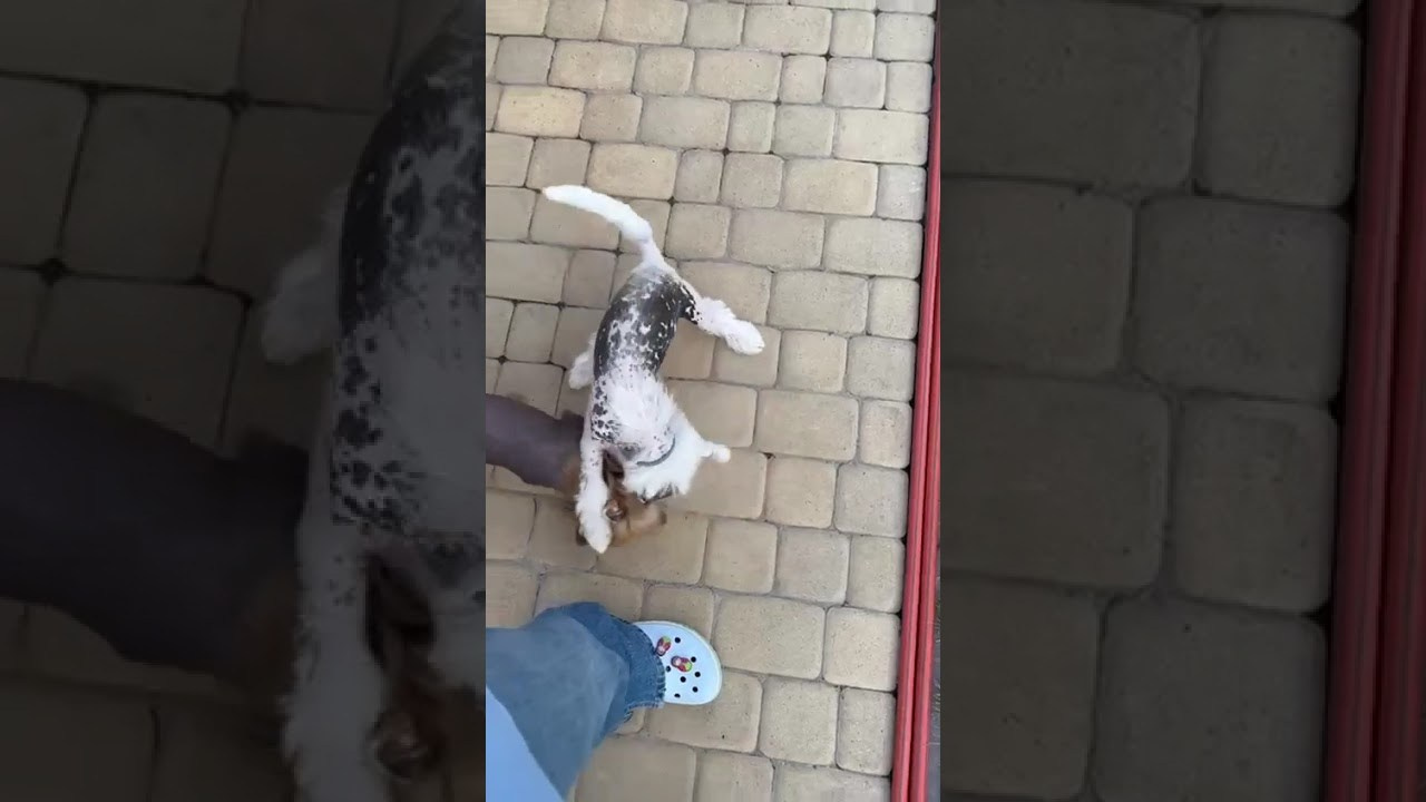 Gloria sends her greetings, a week has passed. Chinese Crested Dog Kennel Poale Ell