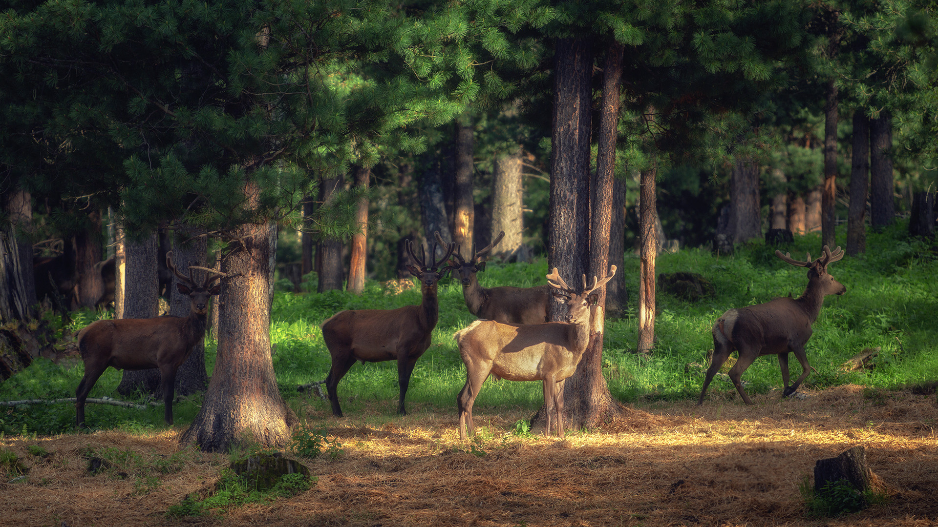 Вадим Кононенко — outdoor creating