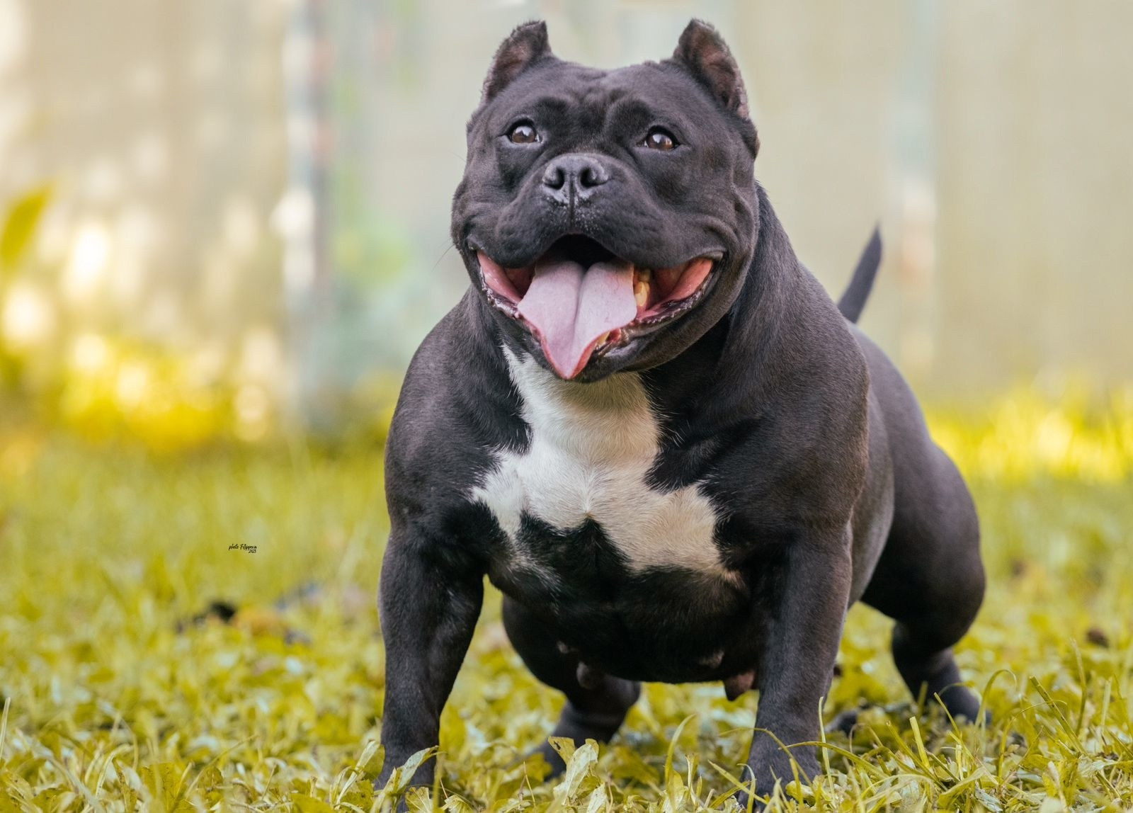 очень крепкая сука American Bully