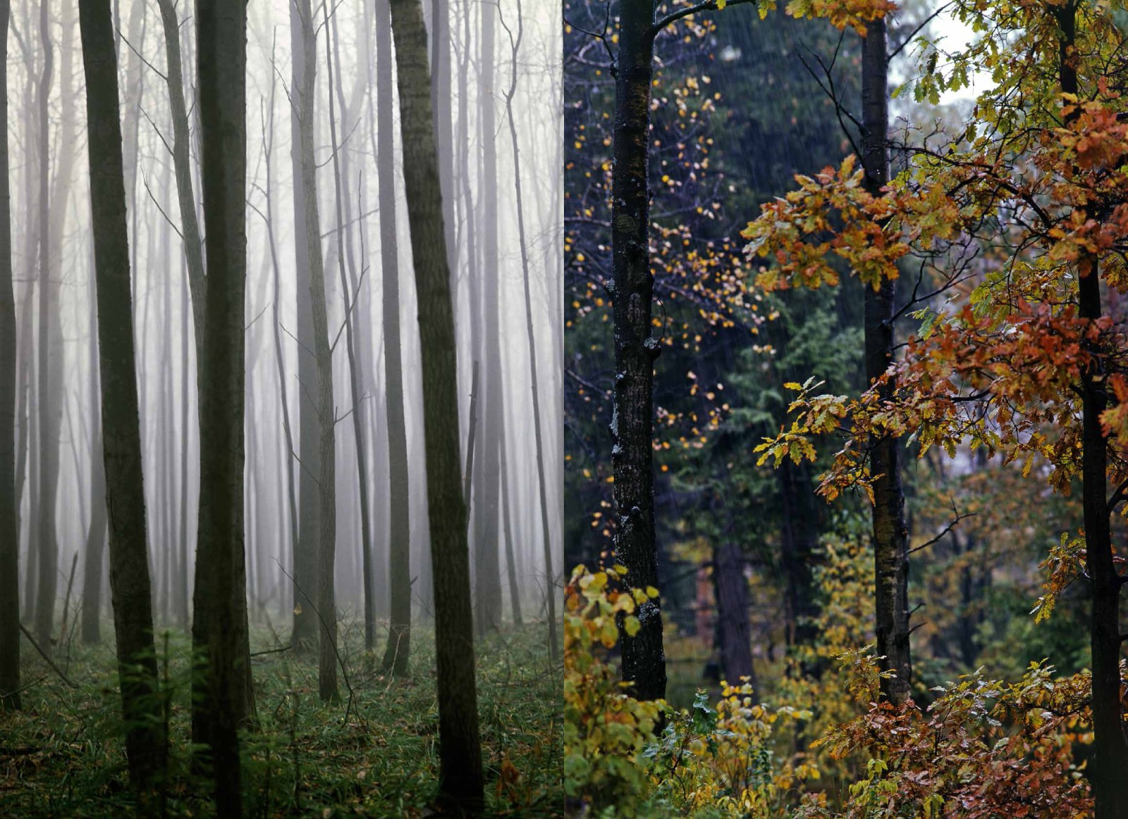 Коллекционные альбомы. ВАДИМ ГИППЕНРЕЙТЕР — ВЕЛИКИЙ ФОТОГРАФ ЗЕМЛИ РУССКОЙ