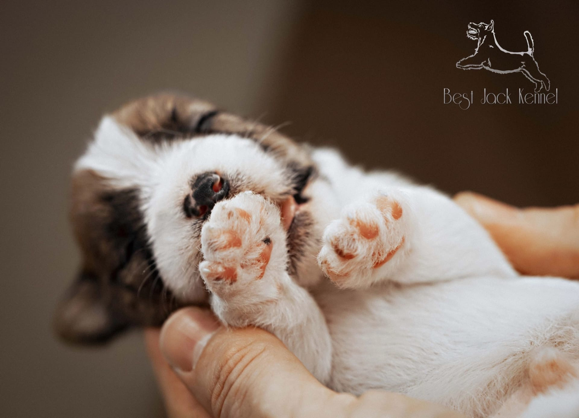 Джек Рассел терьер. Санкт-Петербург. Щенки Джек Рассел терьера