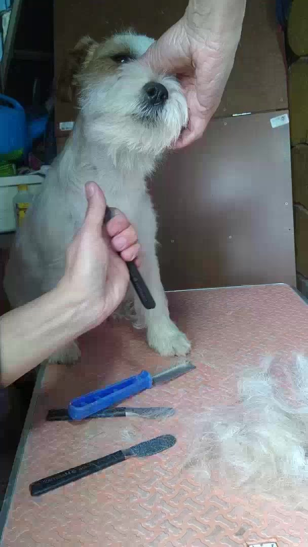 Груммерские ножи для тримминга жесткошерстных джек рассел терьеров купить. КАНЕ МАЭСТРО — питомник Джек рассел терьеров