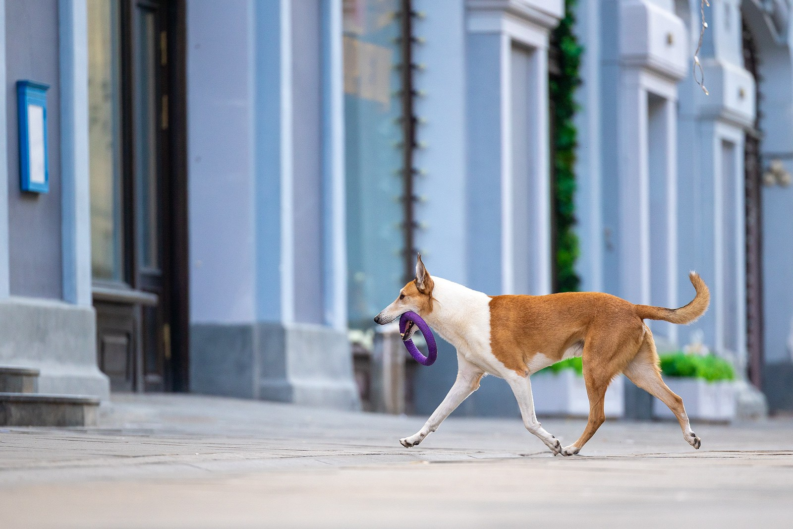 Винтик и Вита в городе. Фотограф-анималист Natalia Deingel | Фотосъемка собак в Москве