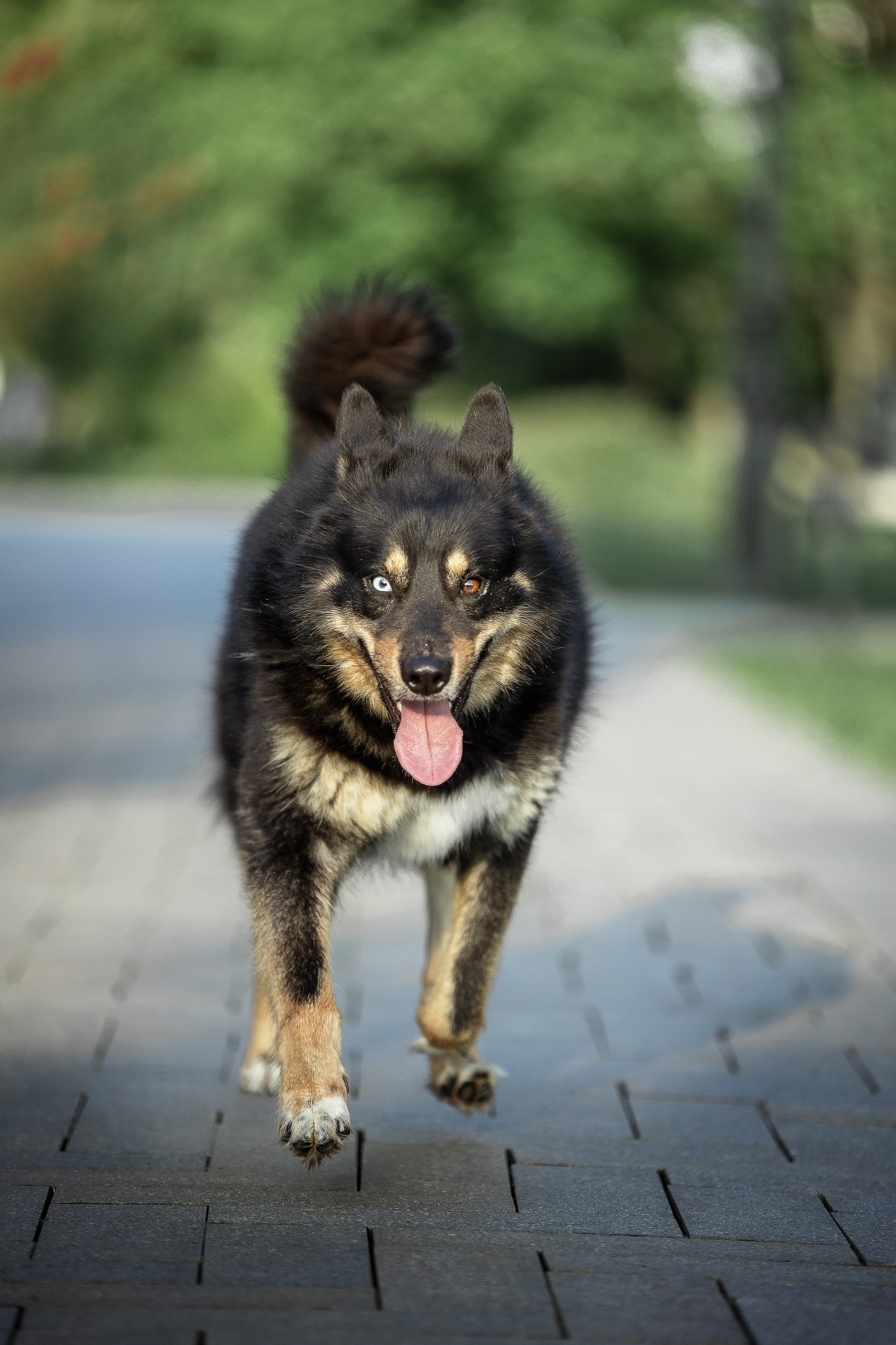 ИЩУТ ДОМ. Фотограф-анималист в Москве и Подмосковье