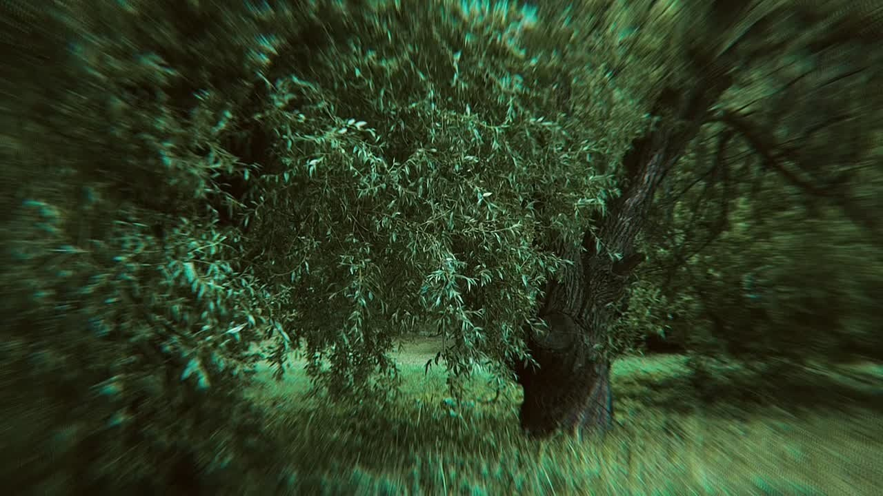 Ширяева Ольга