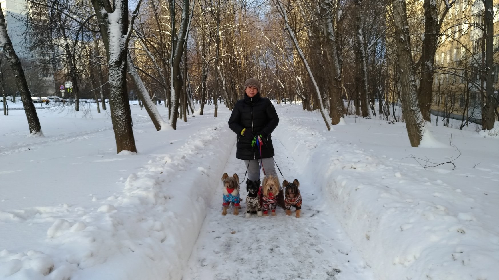 Alfa Laval De lux Supernova. Питомник китайских хохлатых собак Poale Ell: купить щенка в питомнике