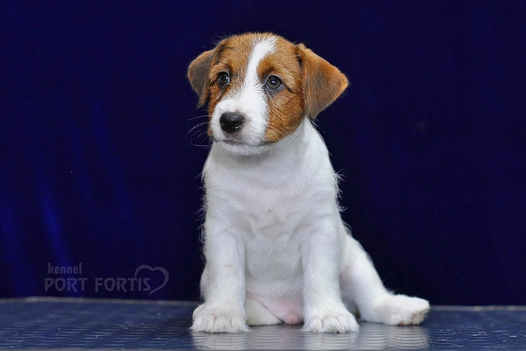 2026 Litter C-K male 1. Щенки джек рассел терьера, питомник РКФ, питомник джек рассел терьеров, питомник Порт Фортис, kennel PORT FORTIS