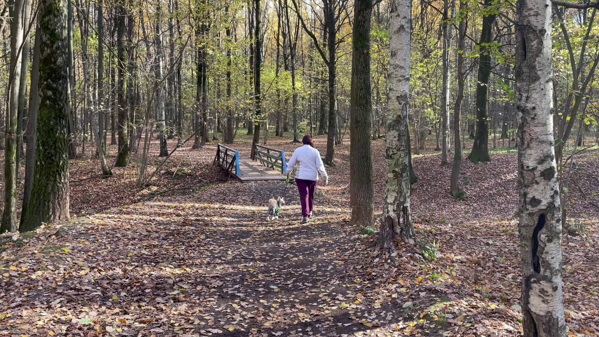 Честер и ко. осенью в Тропарево. Питомник китайских хохлатых собак Poale Ell: купить щенка в питомнике