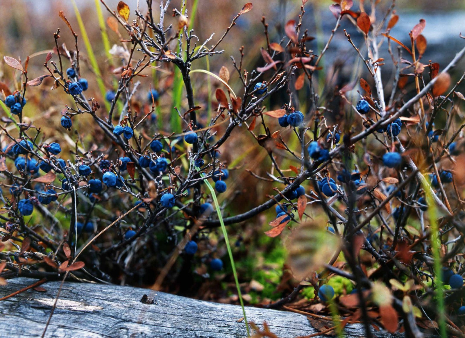 Коллекционные альбомы. ВАДИМ ГИППЕНРЕЙТЕР — ВЕЛИКИЙ ФОТОГРАФ ЗЕМЛИ РУССКОЙ
