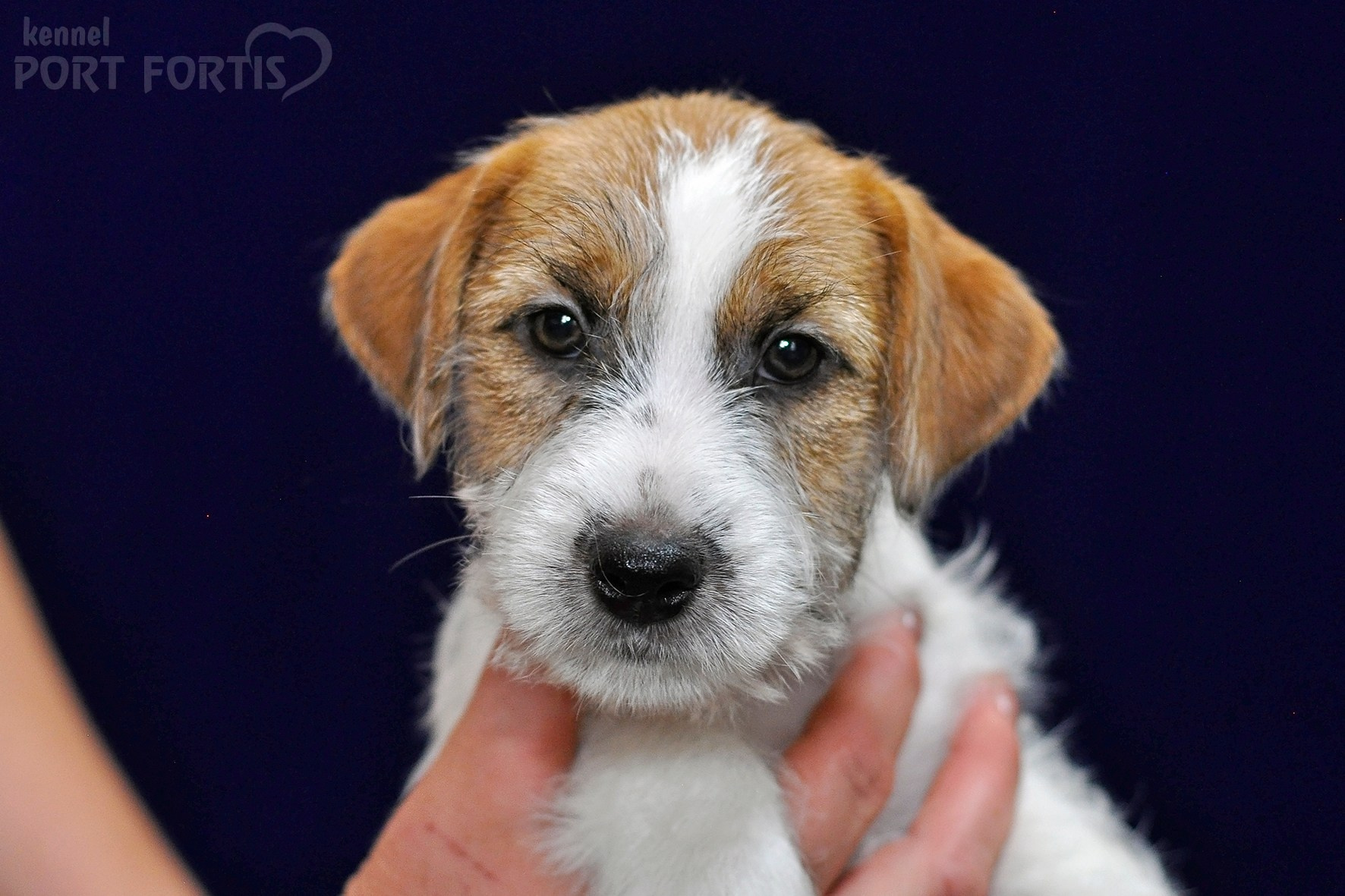 2026 Litter H female 3. Щенки джек рассел терьера, питомник РКФ, питомник джек рассел терьеров, питомник Порт Фортис, kennel PORT FORTIS