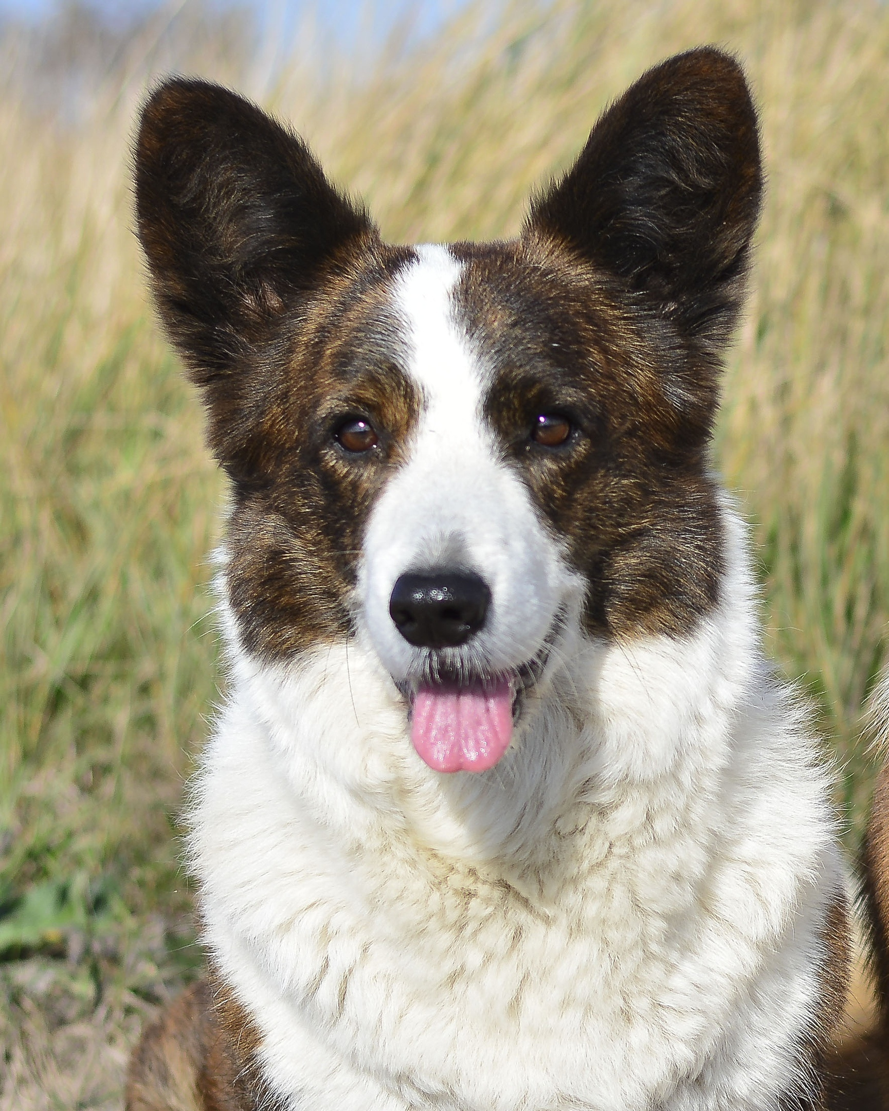 Вельш корги кардиган Corgi Na Volge Hoorma БУСИНА. Купить щенка Вельш-корги-кардиган в семейном питомнике — Ice Fantasy