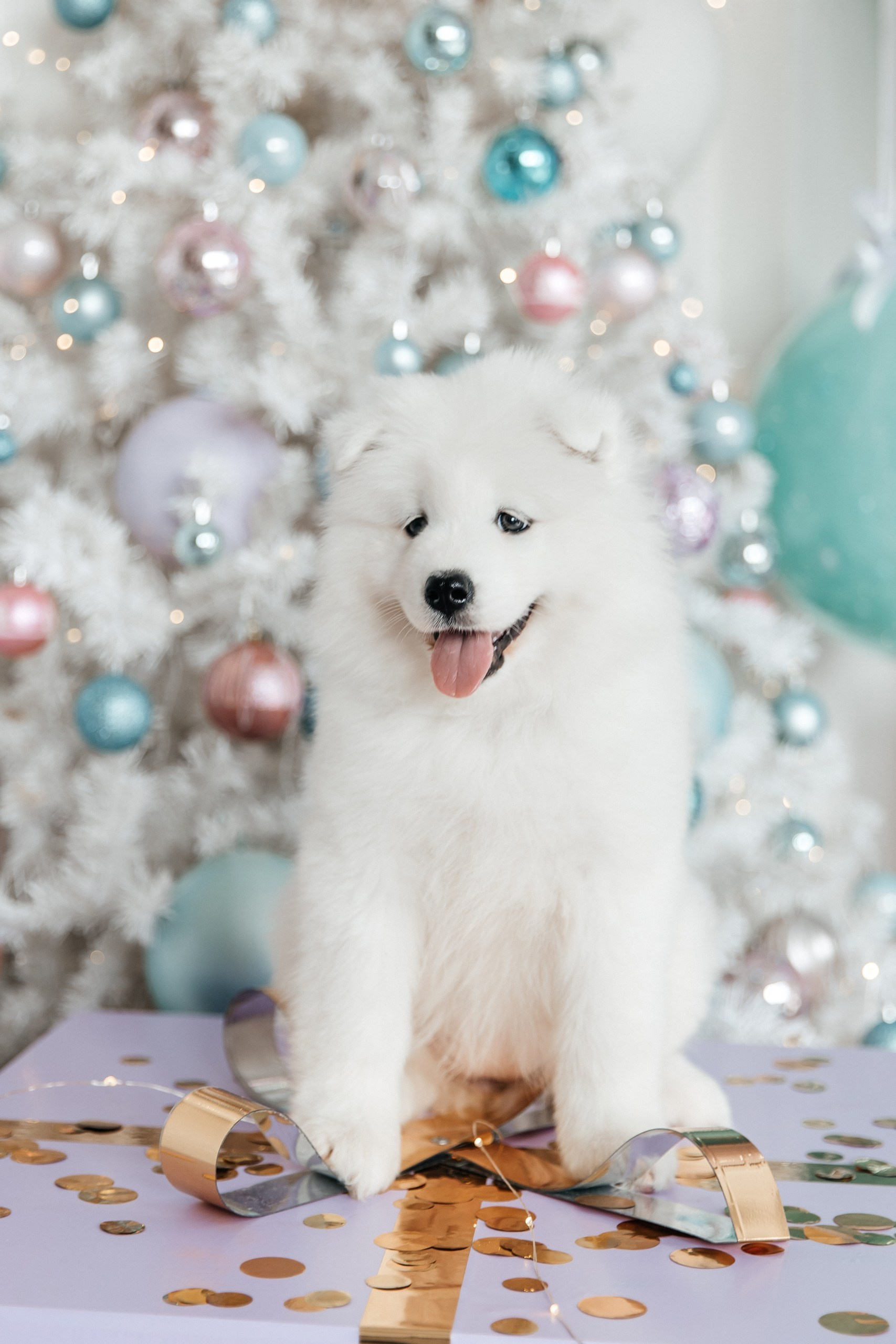 Помет «Г» 02.09.2025. Самоед Новосибирск