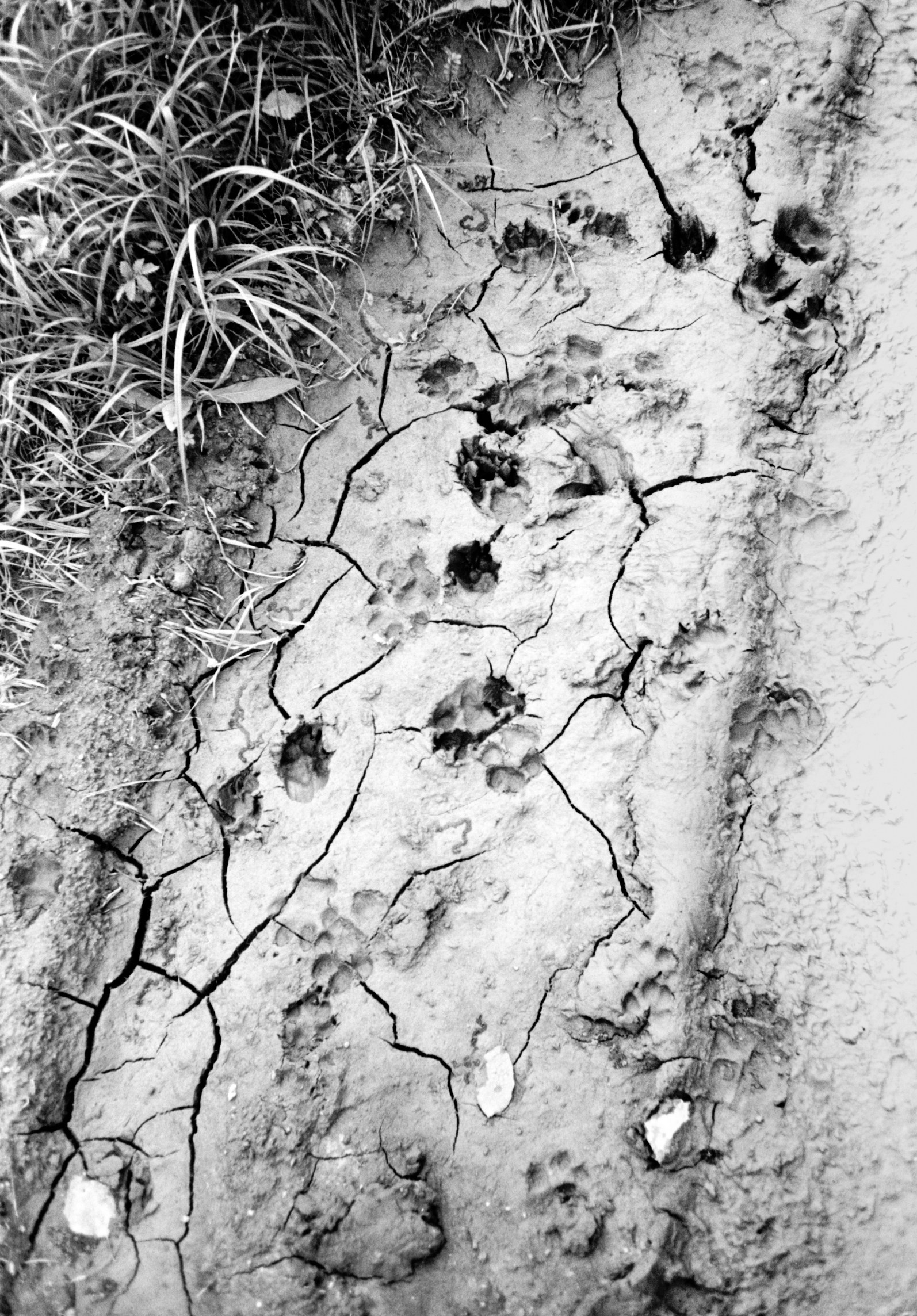 ALL DOGS GO TO HEAVEN. Dima Ptitsyn