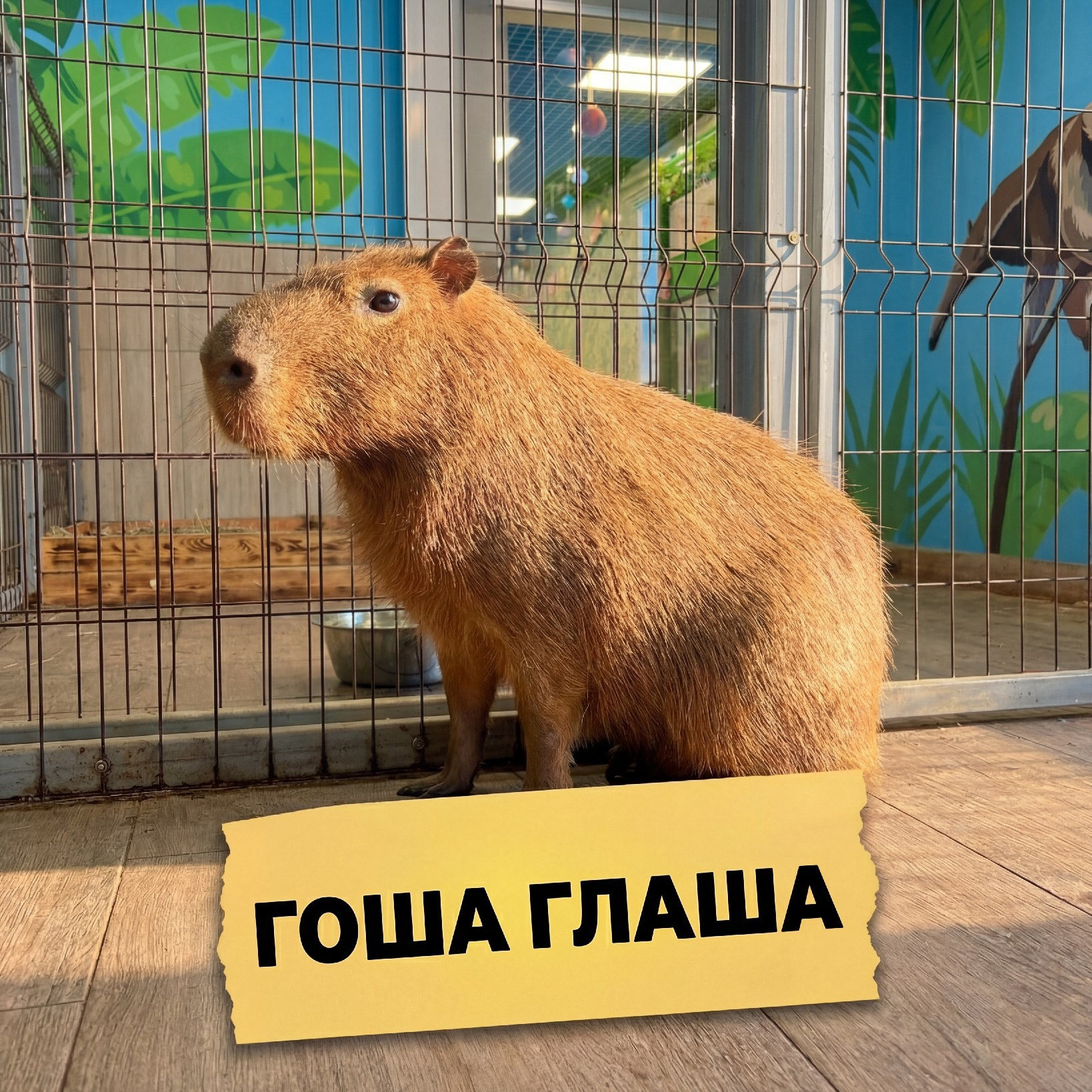 Капибара Гоша, Глаша в зоопарке Лесная Братва на Уктусе