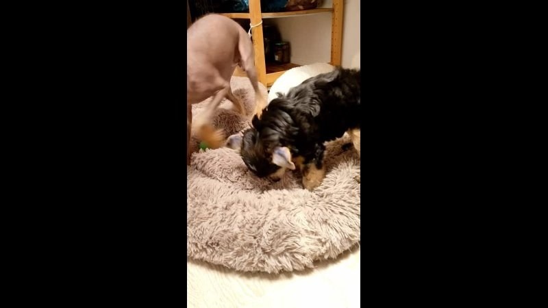 Lux became a dad. Chinese Crested Dog Kennel Poale Ell