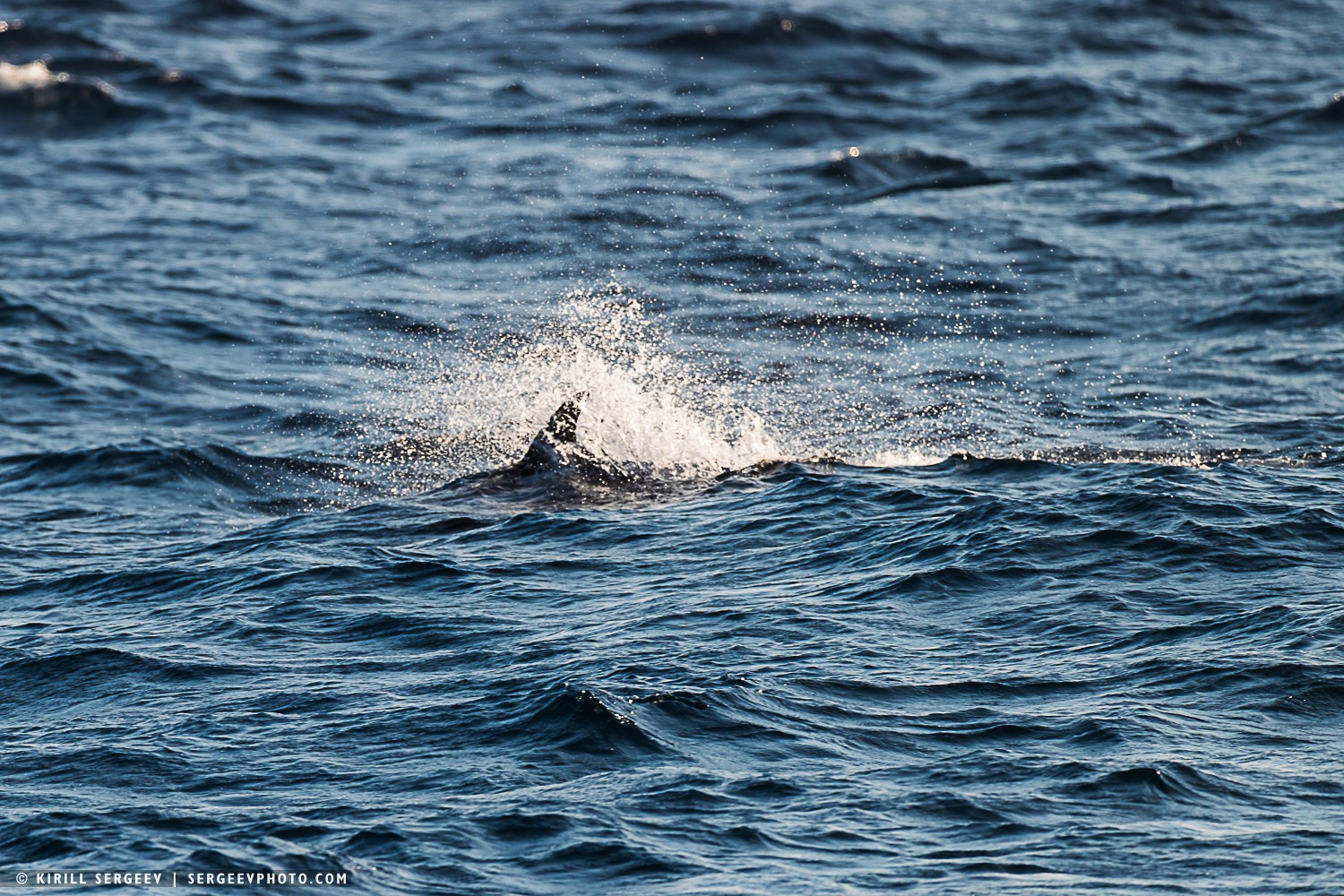 Арктическая одиссея. Фотограф Кирилл Сергеев | Москва