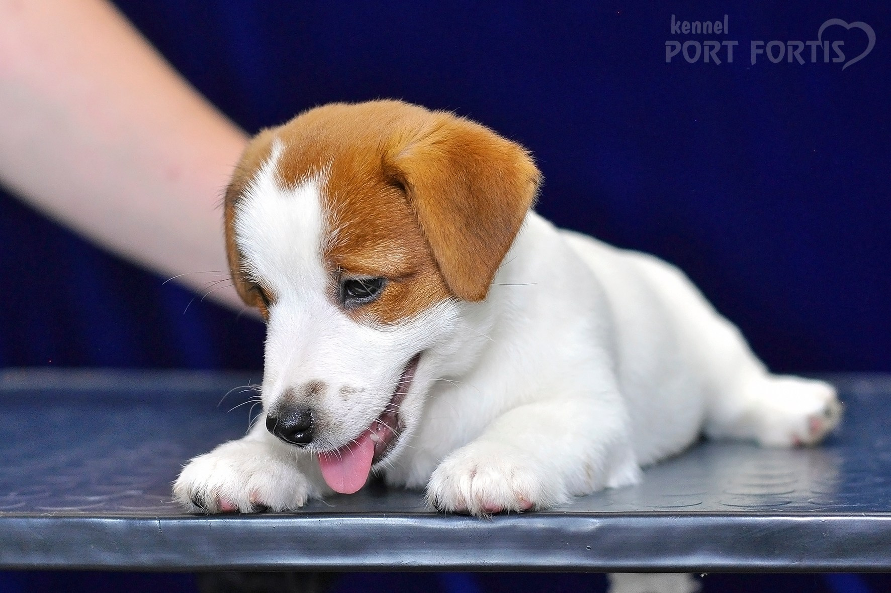 2026 Litter C-K female 2. Щенки джек рассел терьера, питомник РКФ, питомник джек рассел терьеров, питомник Порт Фортис, kennel PORT FORTIS