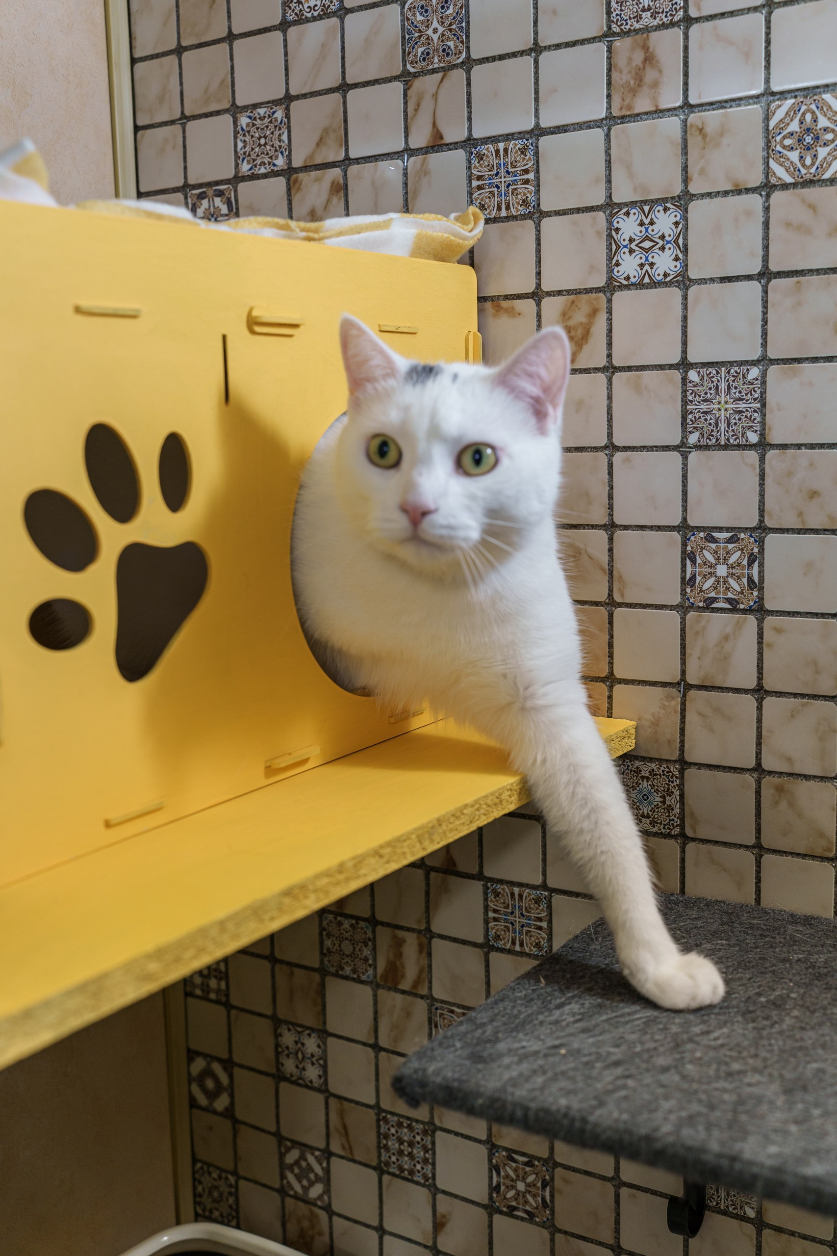 Гостиница для кошек Усики и хвостики, Красноярск