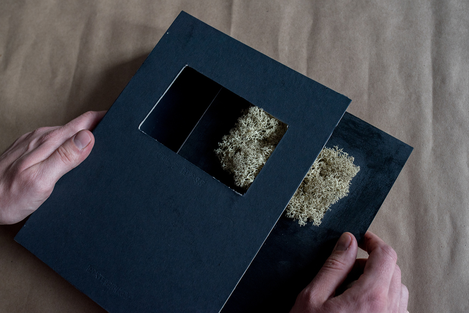 cladonia rangiferina