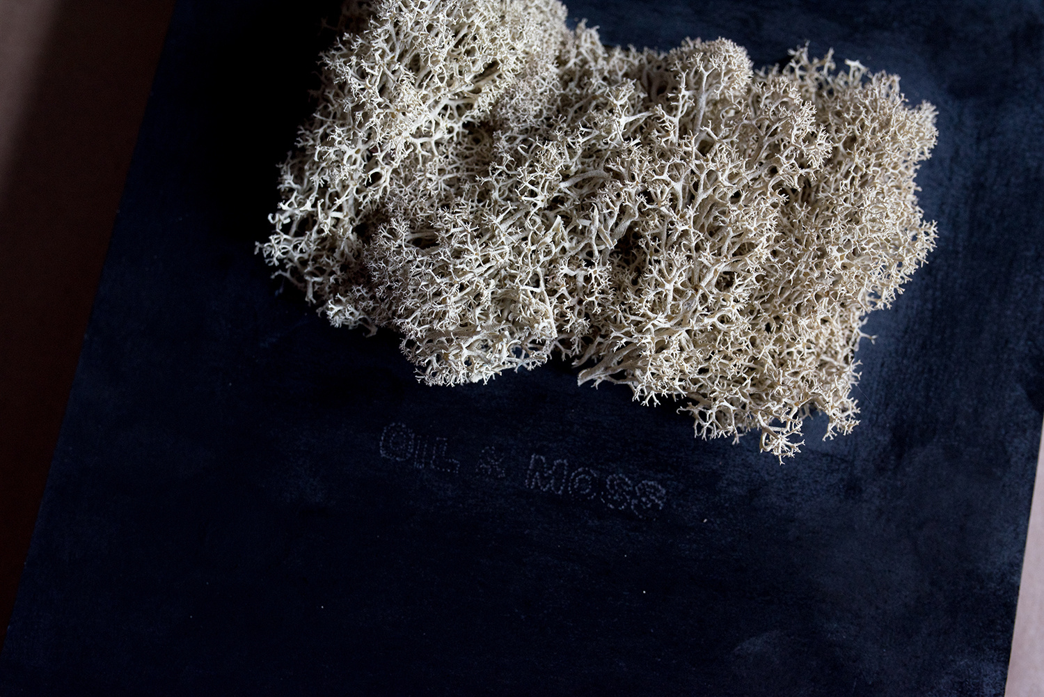 cladonia rangiferina