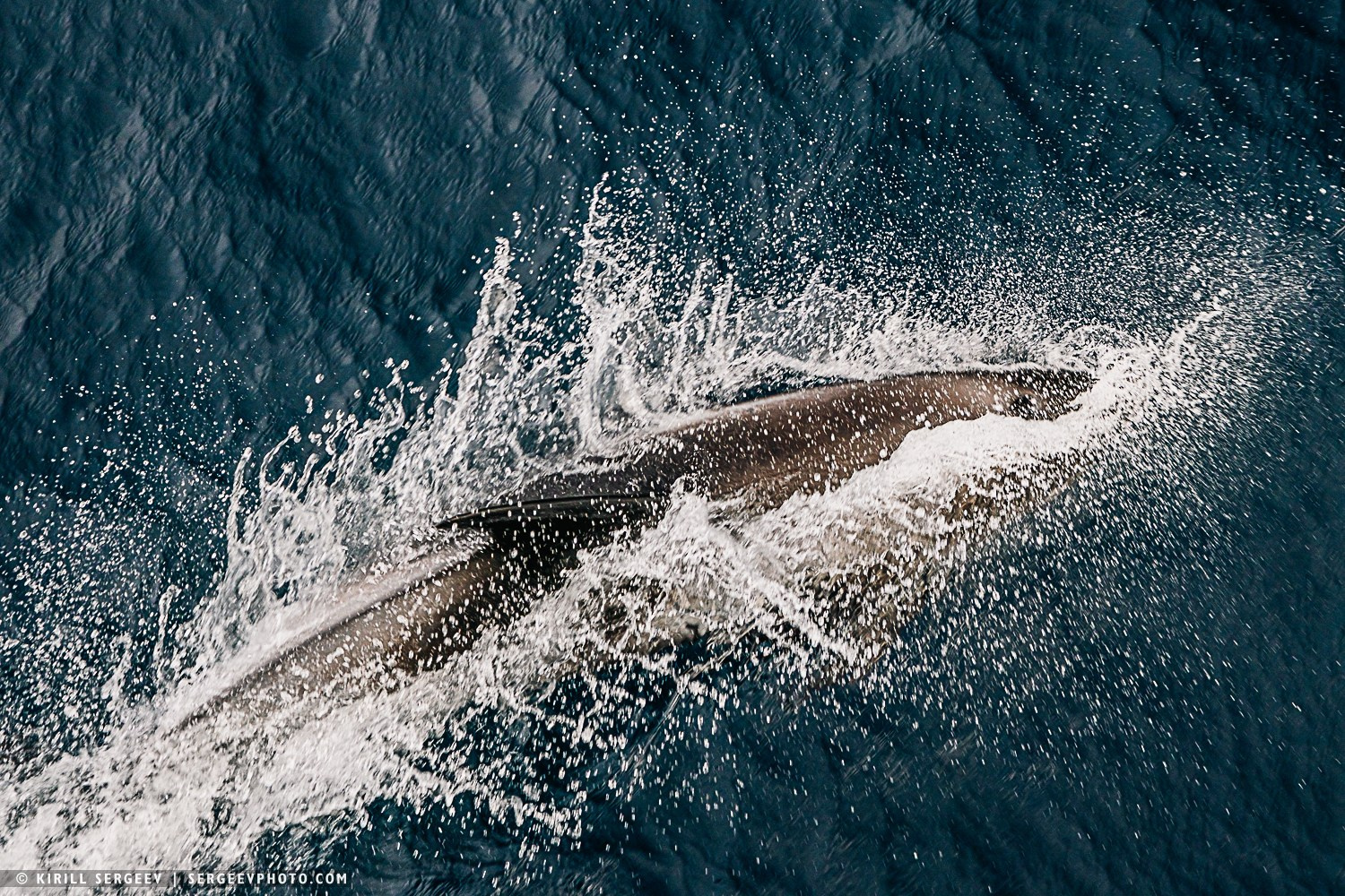 Арктическая одиссея. Фотограф Кирилл Сергеев | Москва