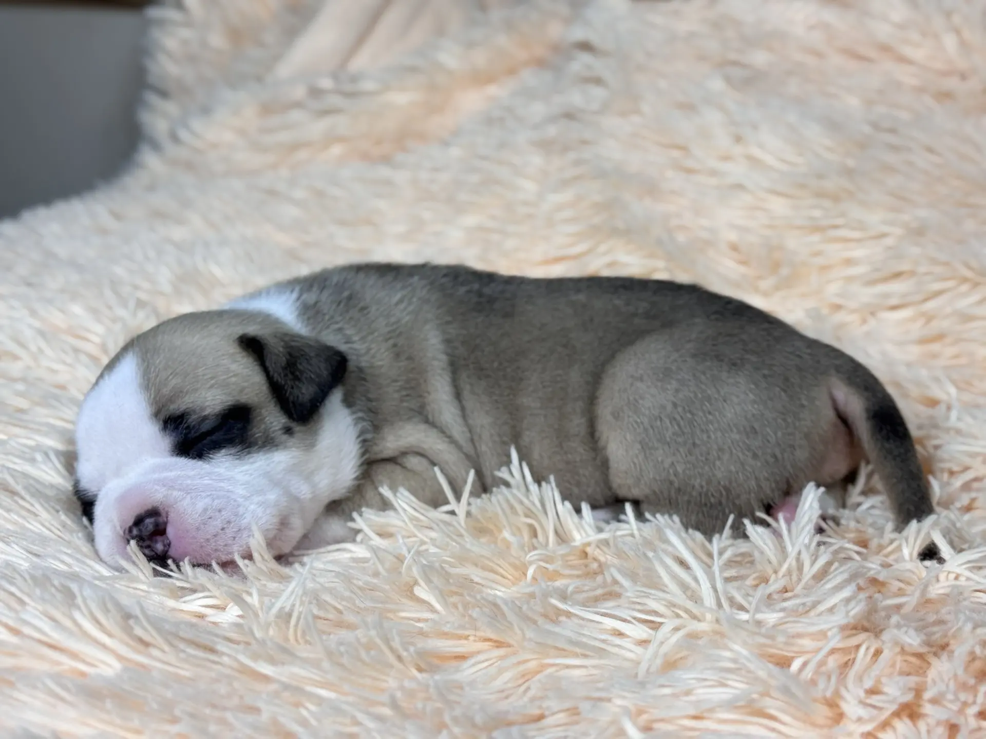 Все свободные щенки. Американский Булли в г. Ростов-на-Дону. Питомник THE POWER OF SIBERIA