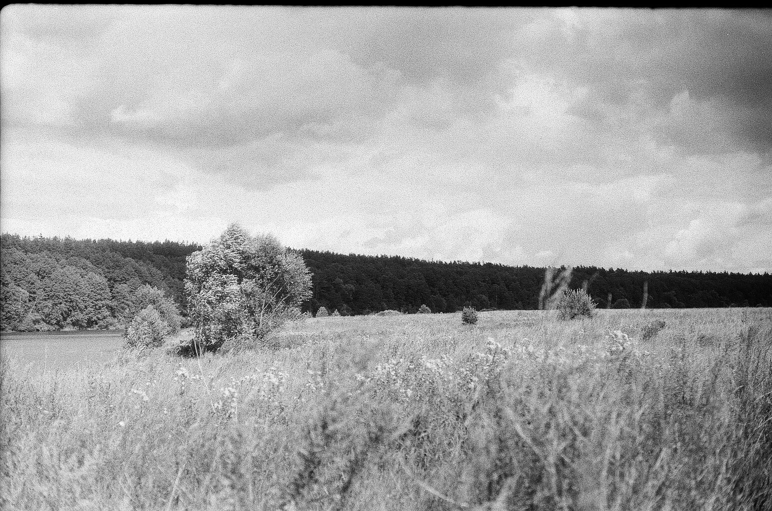 Плакучая ива. Фотограф-любитель Ксения Мирзоян