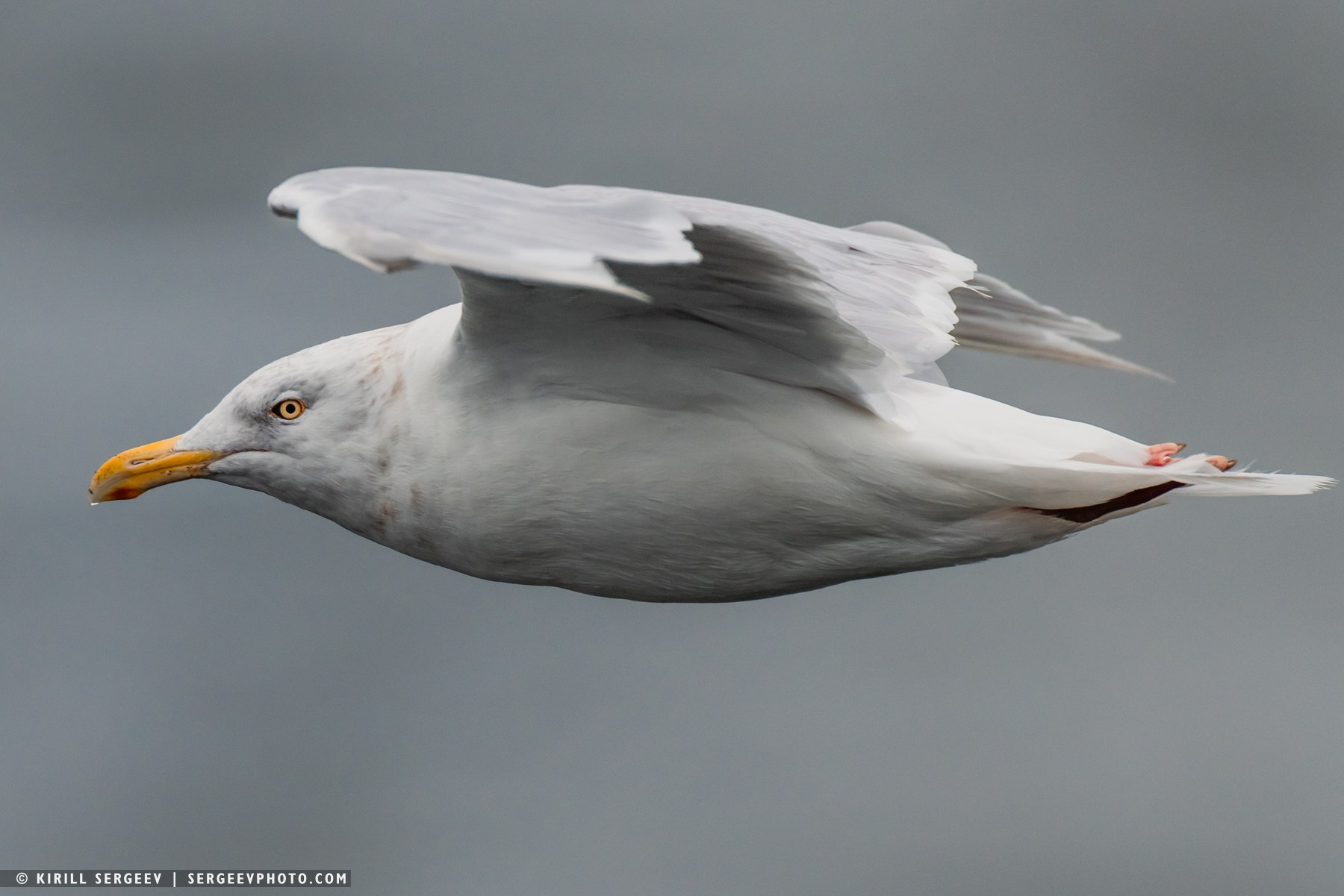 北極奧德賽. 攝影師 基里爾·謝爾蓋耶夫 |莫斯科