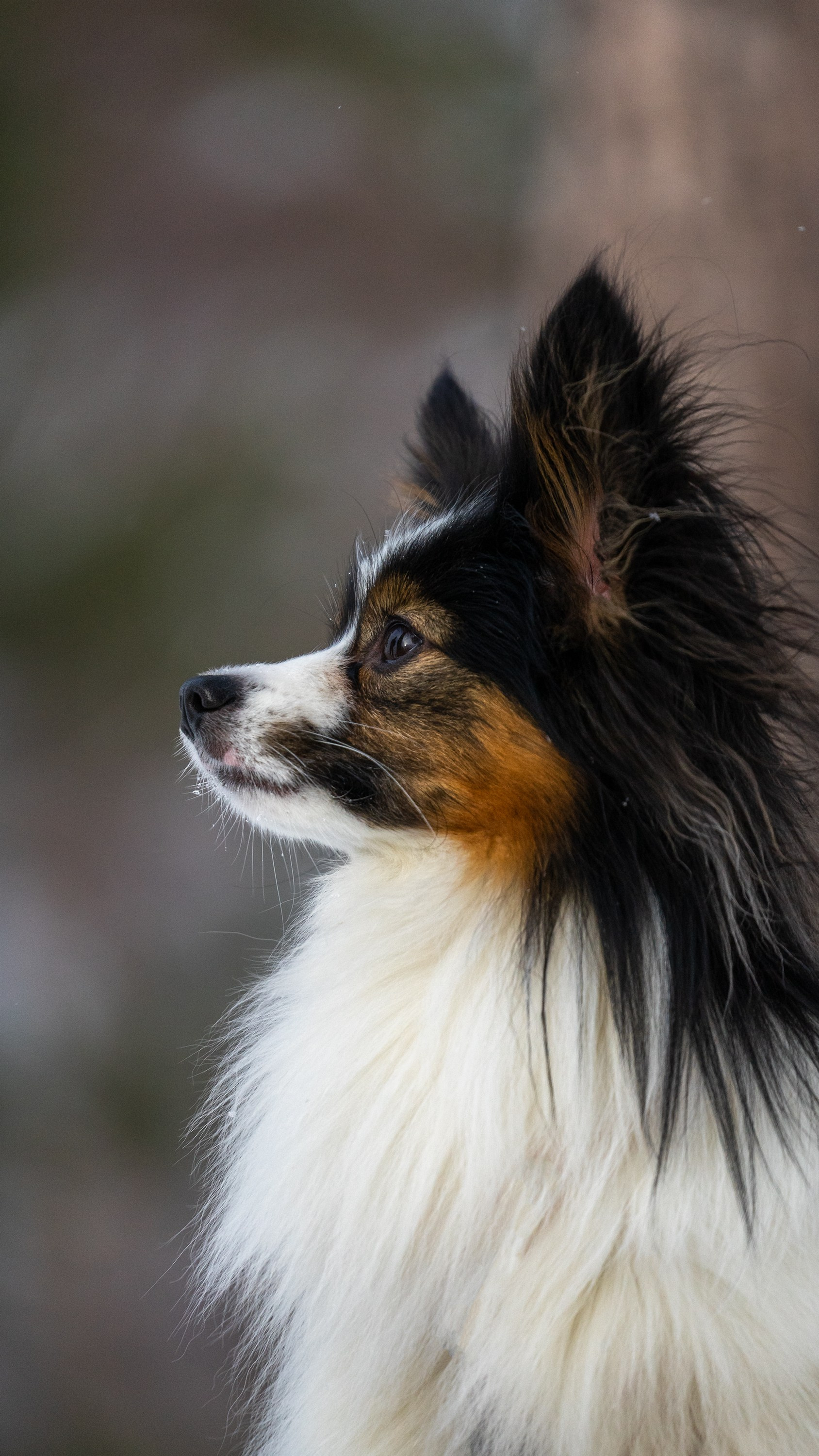 Онлайн-курс по съемке собак. Фотограф Анастасия Ветковская, Москва